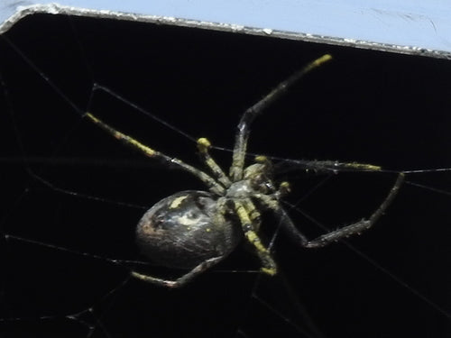 Spaltenkreuzspinne — Bild 5 von 12