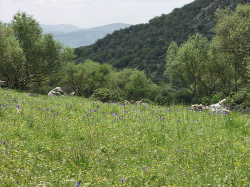 Spanische Schwertlilie — Bild 2 von 8