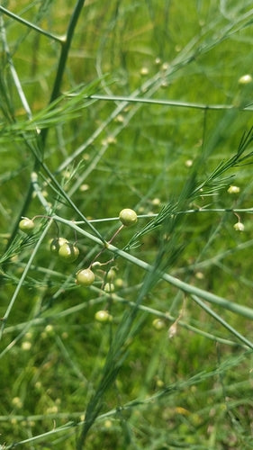 Spargel — Bild 5