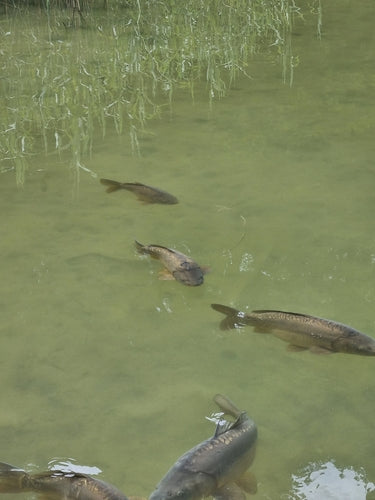 Spiegelkarpfen — Bild 4 von 8
