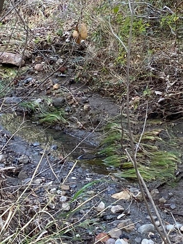 Spiegelkarpfen — Bild 2 von 8