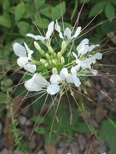 Spinnenblume — Bild 3 von 3