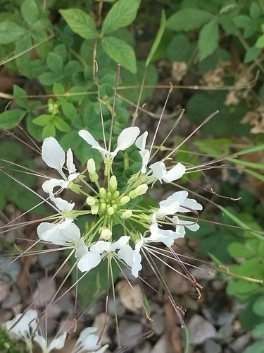 Spinnenblume — Bild 2 von 3