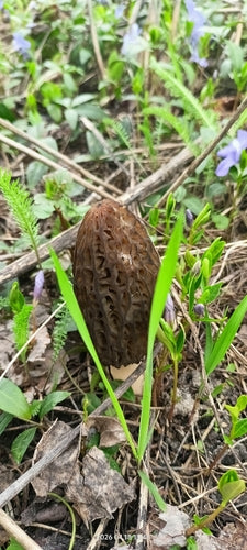 Spitz-Morchel — Bild 5 von 10