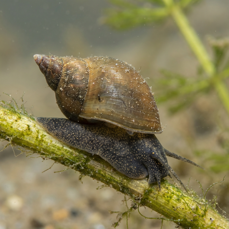 Spitzschlammschnecke (Lymnaea stagnalis), KI-Illustration