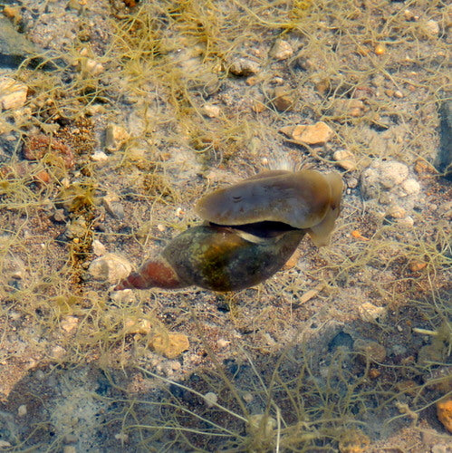 Spitzschlammschnecke — Bild 5 von 9