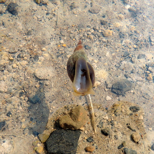 Spitzschlammschnecke — Bild 3 von 9