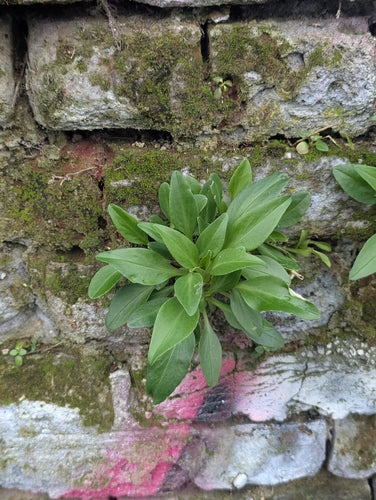 Spornblume — Bild 2 von 8