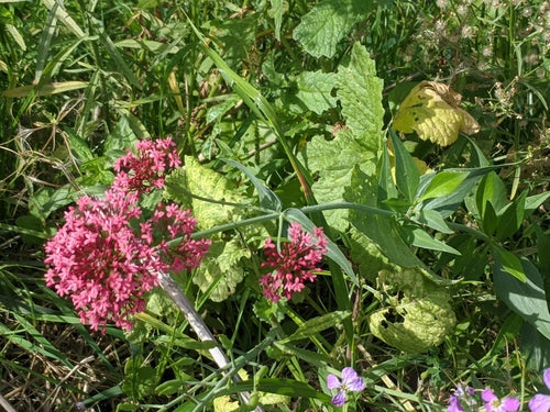 Spornblume — Bild 3 von 8