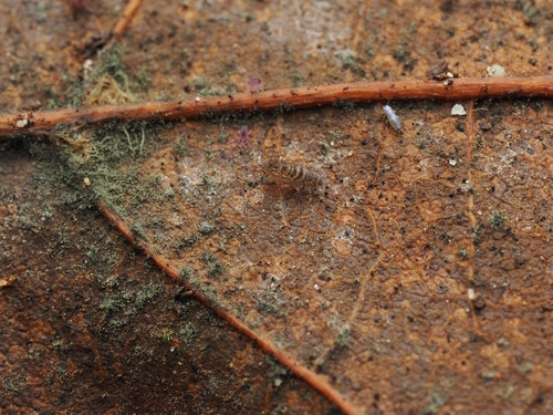 Springschwänze — Bild 1 von 8