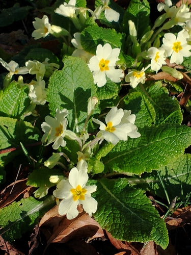 Stängellose Schlüsselblume — Bild 5 von 12