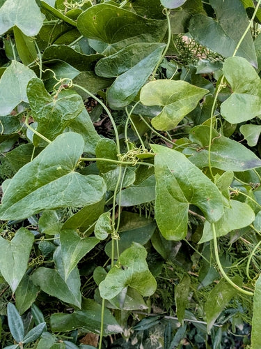 Stechende Stechwinde — Bild 5 von 9
