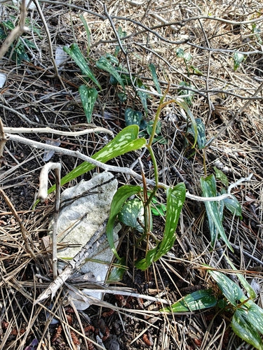 Stechende Stechwinde — Bild 4 von 9