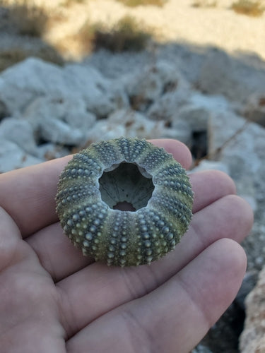 Steinseeigel — Bild 3 von 8