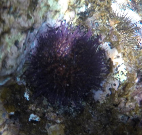 Steinseeigel — Bild 2 von 8