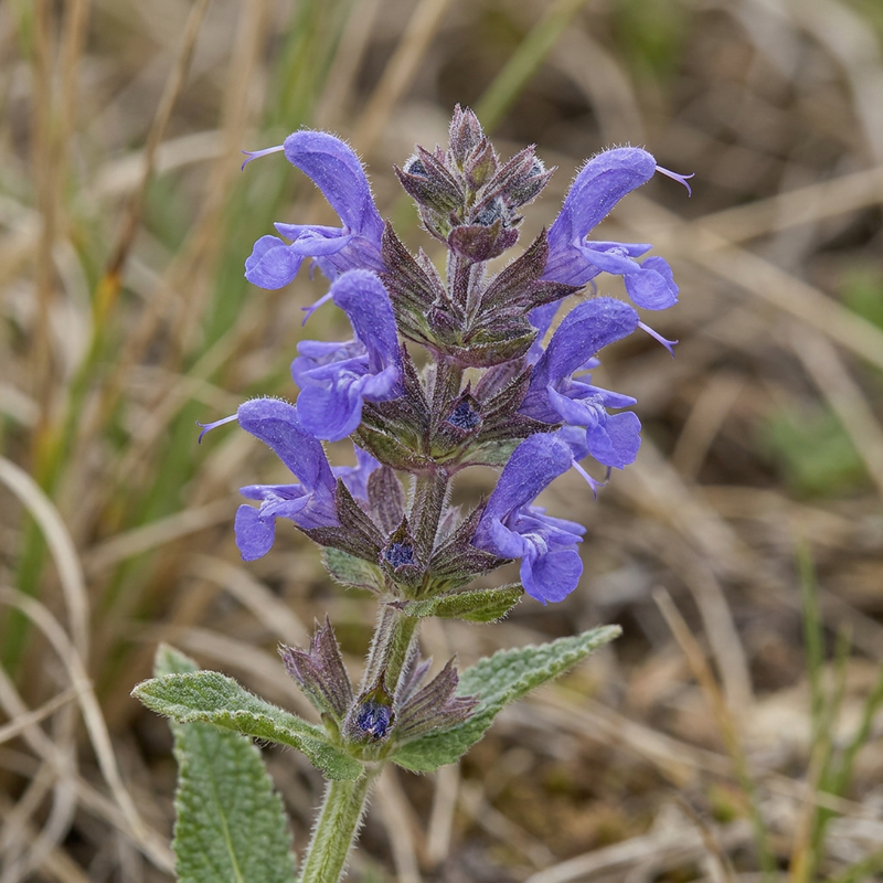 Steppen-Salbei (Salvia nemorosa), KI-Illustration