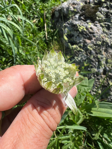 Sterndolde — Bild 4 von 10