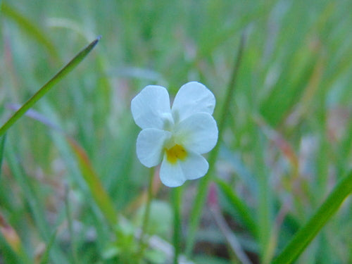 Stiefmuetterchen — Bild 5 von 11