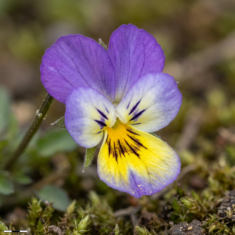 Stiefmuetterchen (Viola tricolor), KI-Illustration