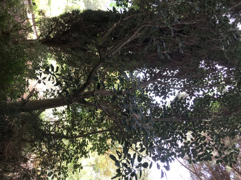 Östlicher Erdbeerbaum — Bild 1 von 4