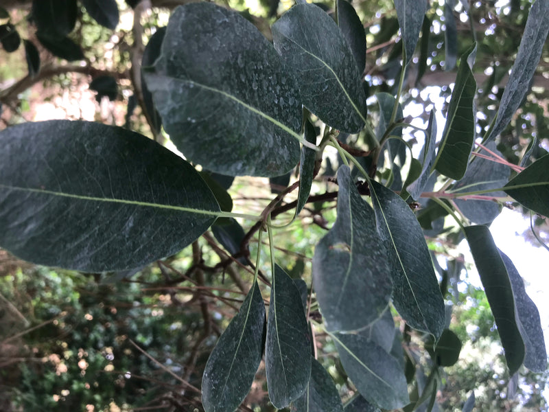 Östlicher Erdbeerbaum — Bild 3 von 4