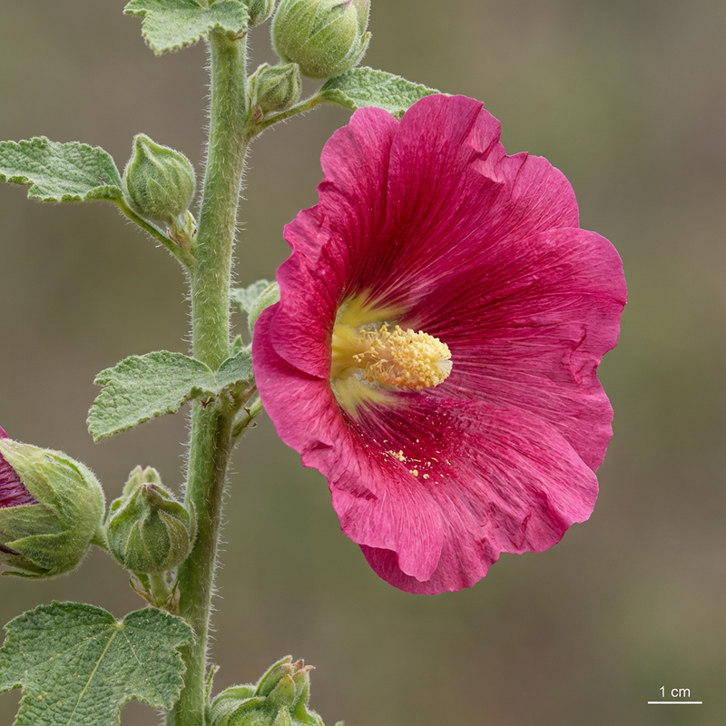 Stockrosen (Alcea rosea), KI-Illustration