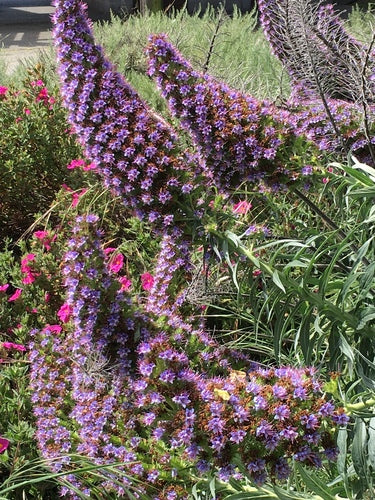 Stolz von Madeira — Bild 4 von 9