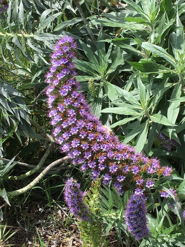 Stolz von Madeira — Bild 5 von 9