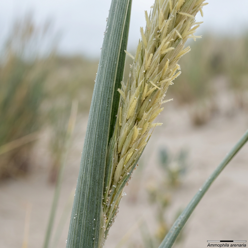 Strandhafer (Ammophila), KI-Illustration