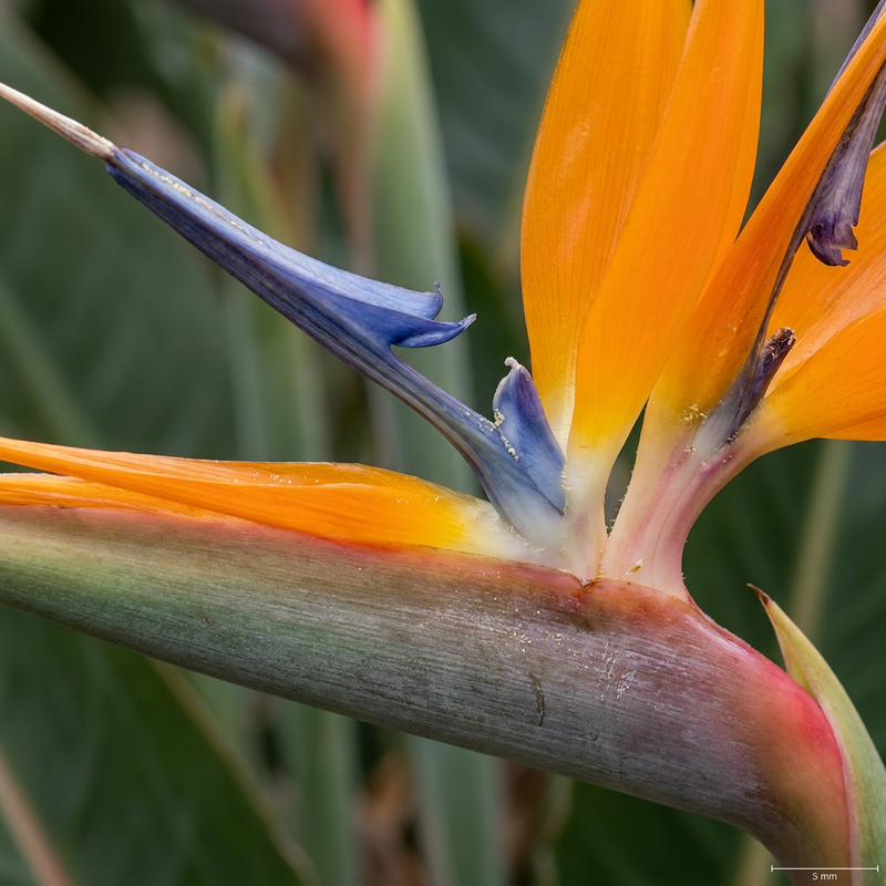 Strelitzien (Strelitzia), KI-Illustration