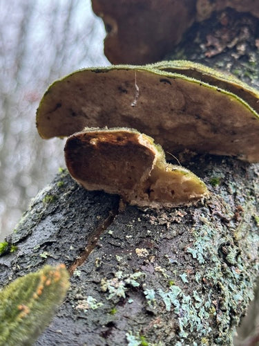 Striegelige Tramete — Bild 4 von 11