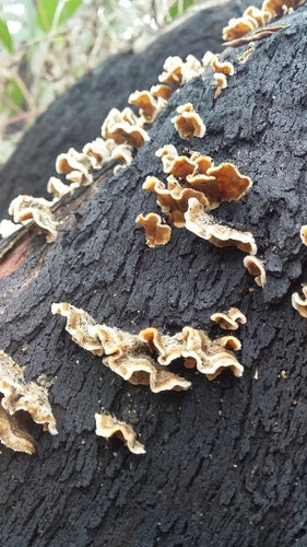 Striegeliger Schichtpilz — Bild 3 von 9
