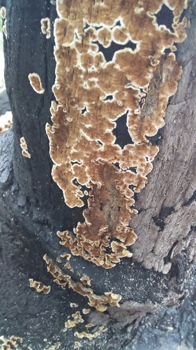 Striegeliger Schichtpilz — Bild 2 von 9