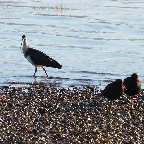 Strohhalm-Ibis — Bild 5 von 8