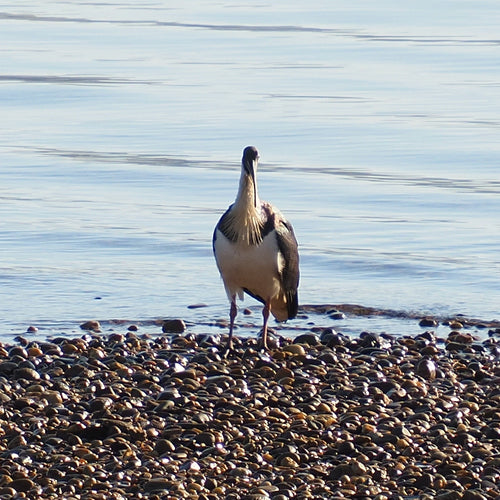 Strohhalm-Ibis — Bild 4 von 8