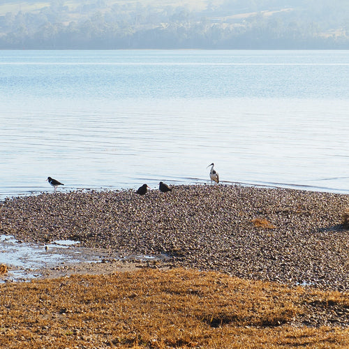 Strohhalm-Ibis — Bild 3 von 8