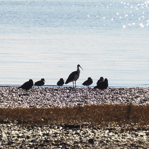 Strohhalm-Ibis — Bild 2 von 8