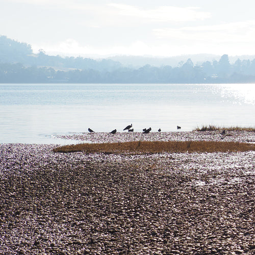 Strohhalm-Ibis — Bild 1 von 8