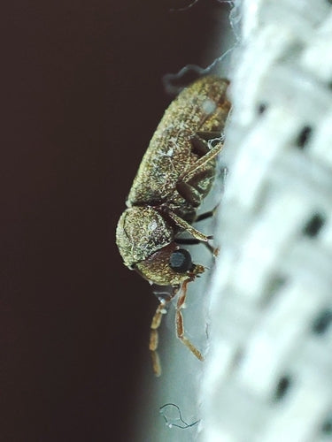 Südlicher Nagekäfer — Bild 3