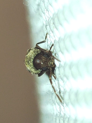 Südlicher Nagekäfer — Bild 2