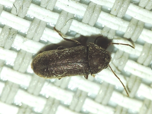 Südlicher Nagekäfer — Bild 1
