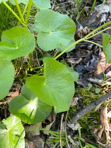 Sumpfdotterblume — Bild 5 von 11