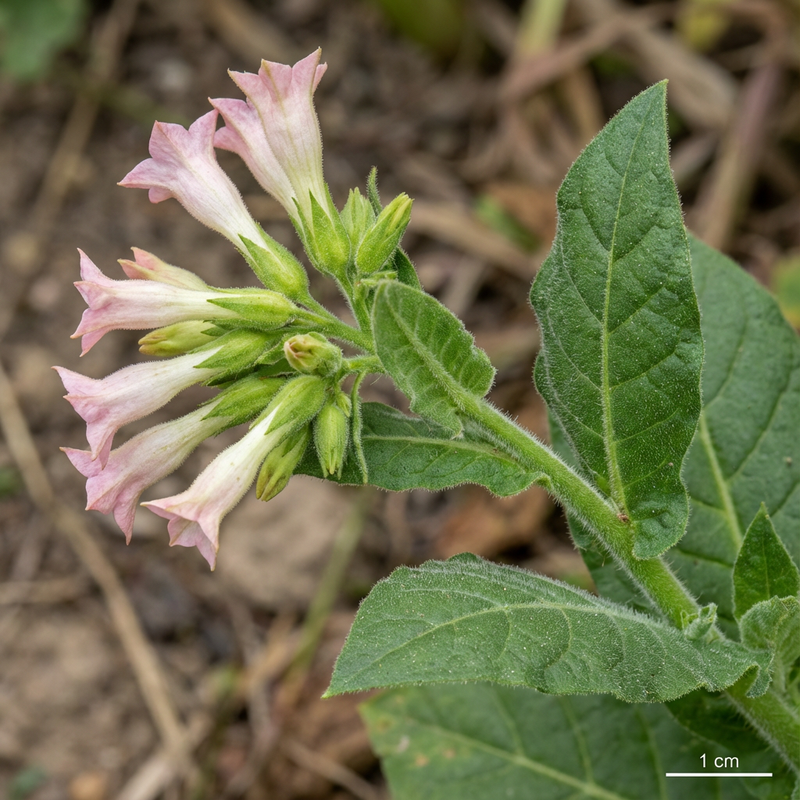 Tabakpflanze (Nicotiana tabacum), KI-Illustration