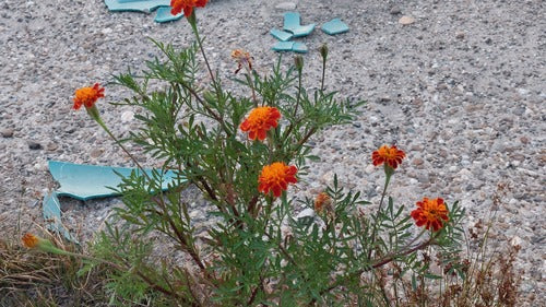 Tagetes — Bild 4
