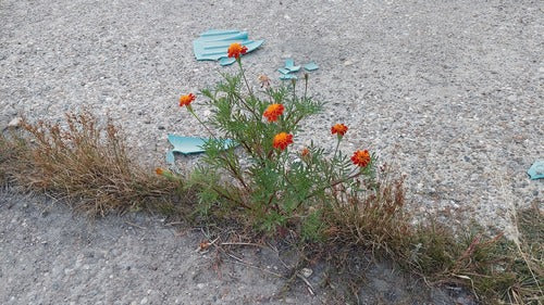 Tagetes — Bild 5
