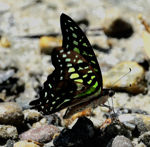 Tailed Jay — Bild 3 von 9
