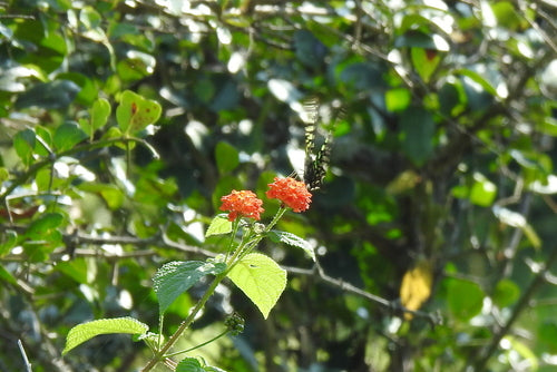 Tailed Jay — Bild 2 von 9