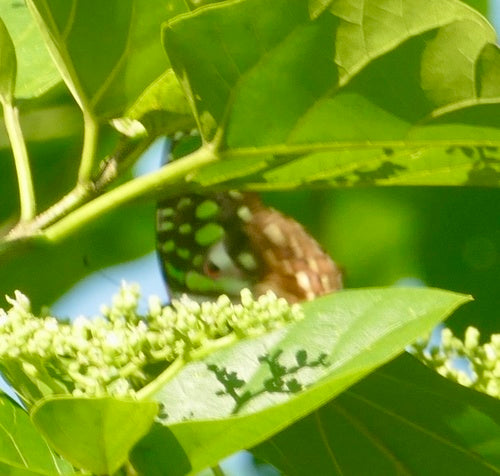 Tailed Jay — Bild 5 von 9
