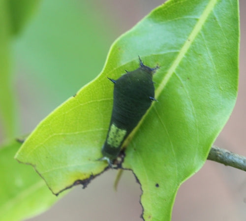 Tailed Jay — Bild 4 von 9