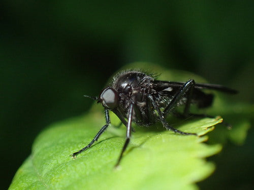 Tanzfliege — Bild 5 von 11